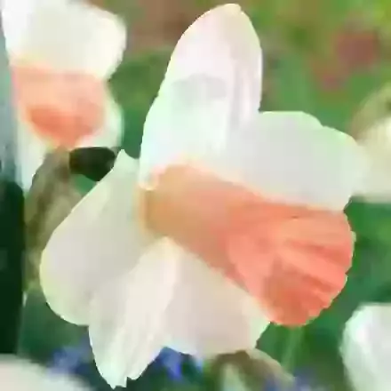 Pink Silk